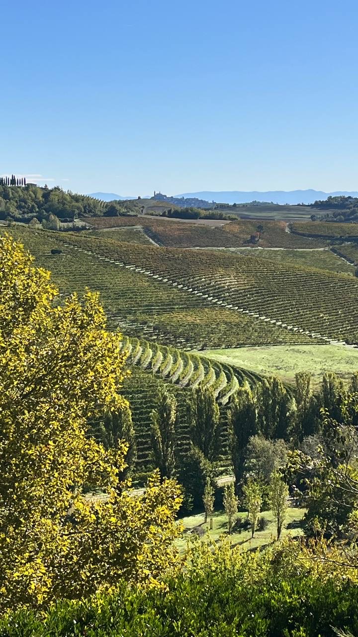 Filari di vigna in autunno sulle colline