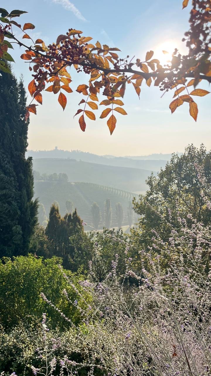 Foglie d'autunno controluce sulle colline nella foschia
