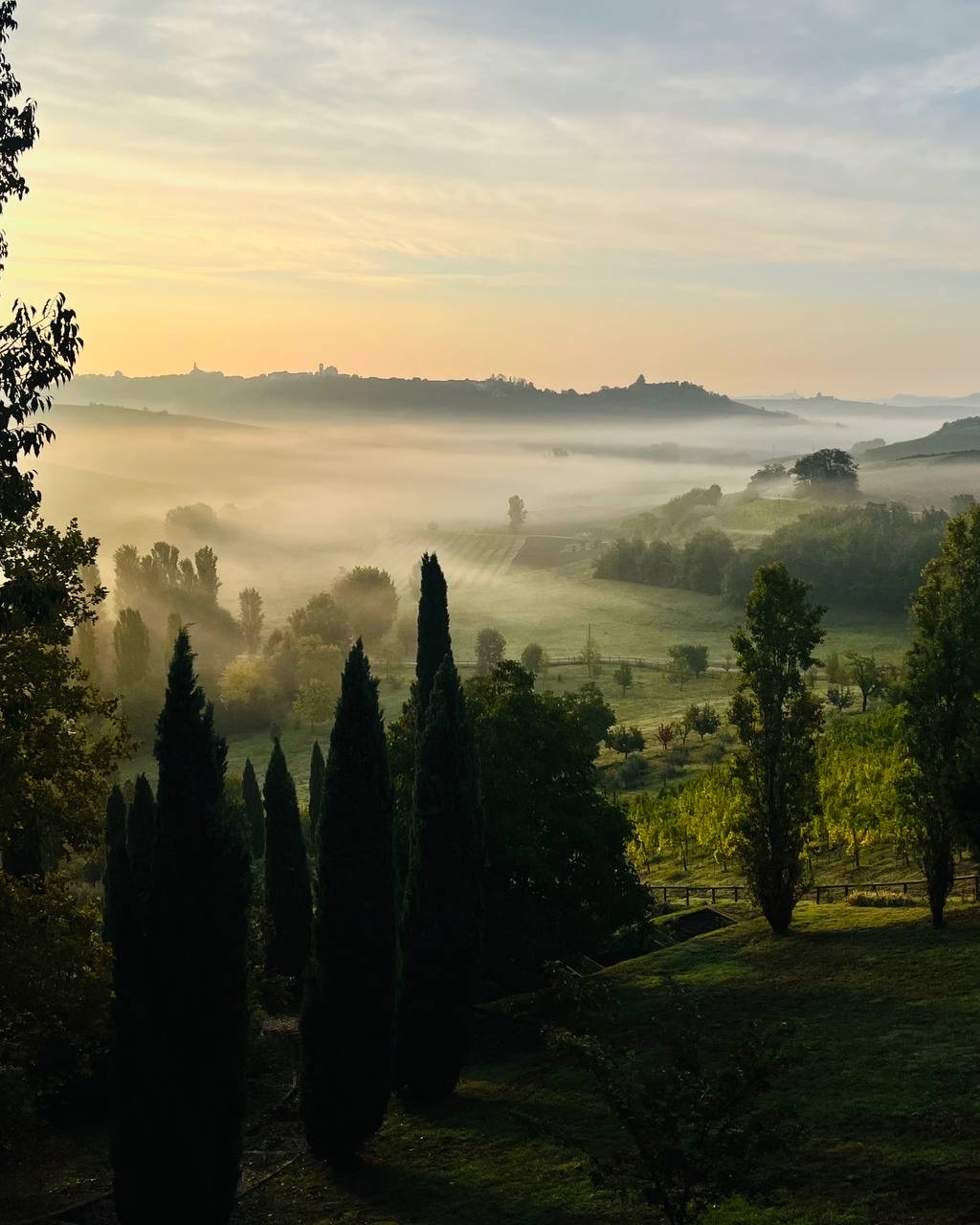 Alba sul Monferrato, nebbia nella valle e cipressi in primo piano